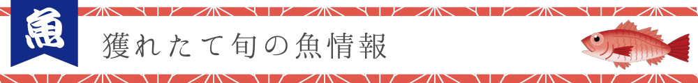 獲れたて旬のお魚情報